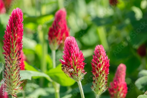 Obraz Blüten vom Inkarnatklee