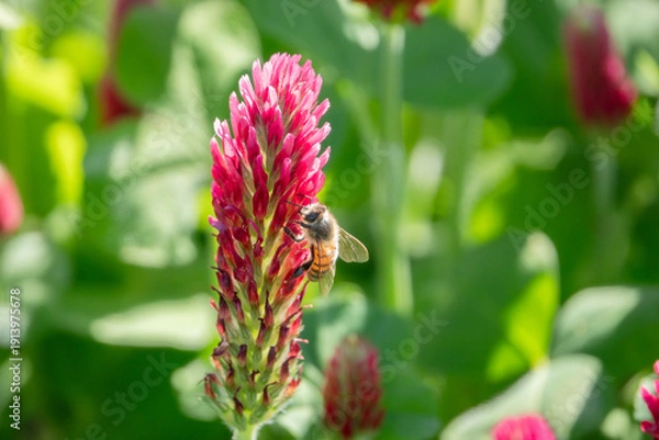 Obraz Bine auf Kleeblüte sitzend