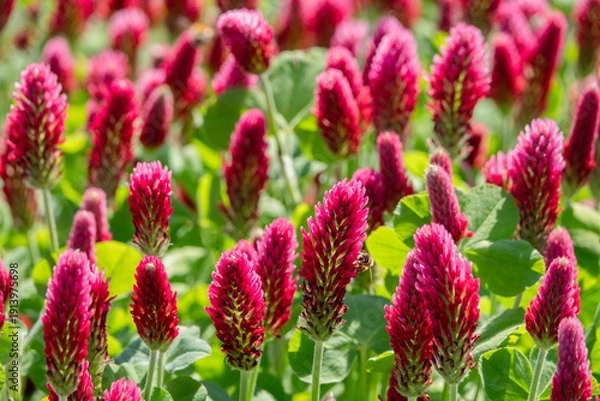 Obraz blühender Inkarnatklee