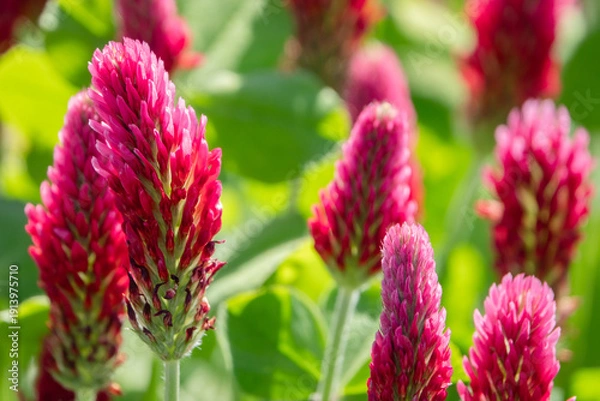 Obraz rote Klee Blüte