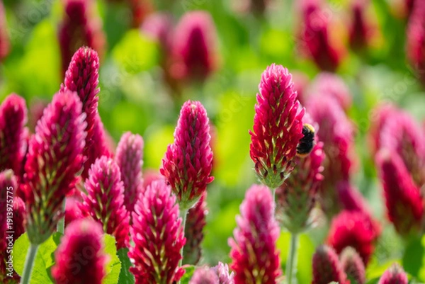 Obraz Roter Klee mit Fliegde auf Blüte