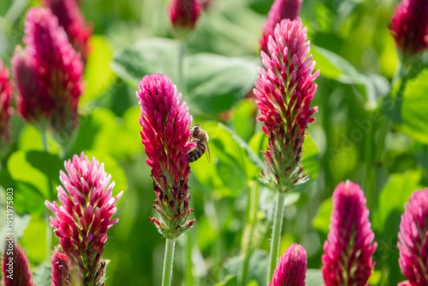 Obraz Kleefeld mit Bienen