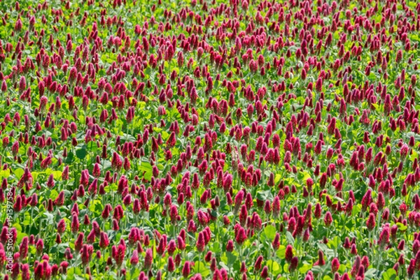 Obraz Ausschnitt Klee Feld