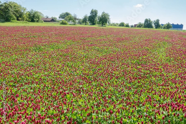 Obraz Kleefeld in Landschaft eingebettet