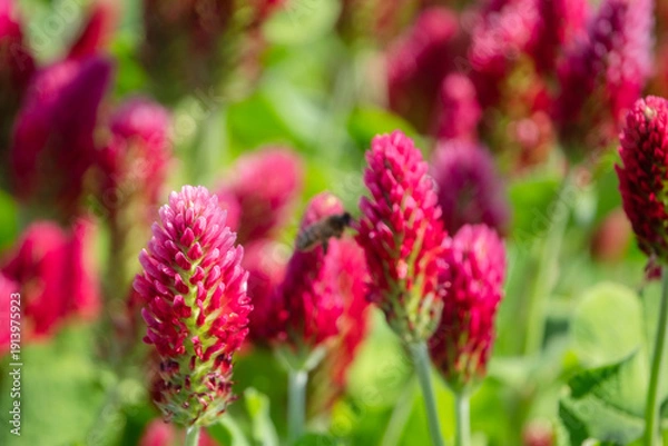 Obraz einzelne Blüten mit Fliege roter Klee