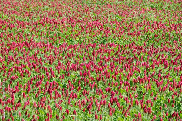 Obraz rotes Inkarnatklee Feld