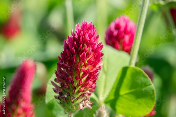 Obraz Close Up Blüte Inkarnatklee