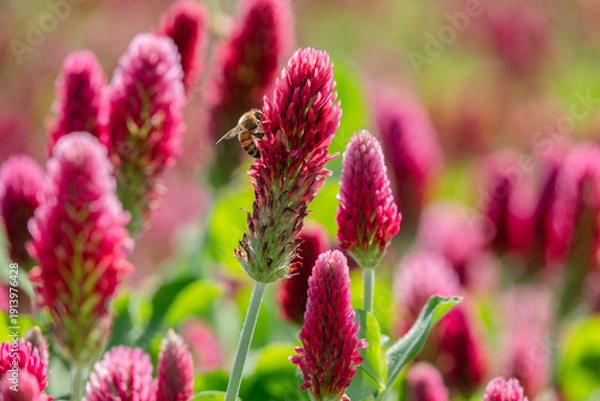 Obraz roter Inkarnatklee mit sitzender Biene