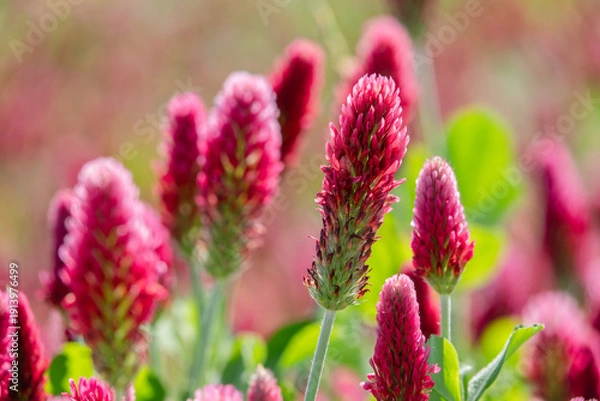 Obraz Inkarnatklee Blüten mitte scharf