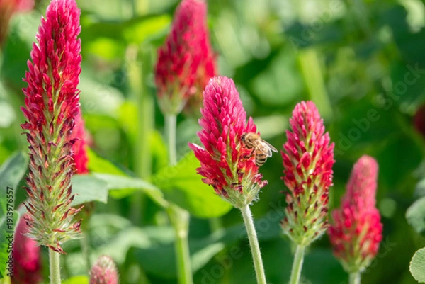 Obraz Inkarnatklee mit sitzender Biene