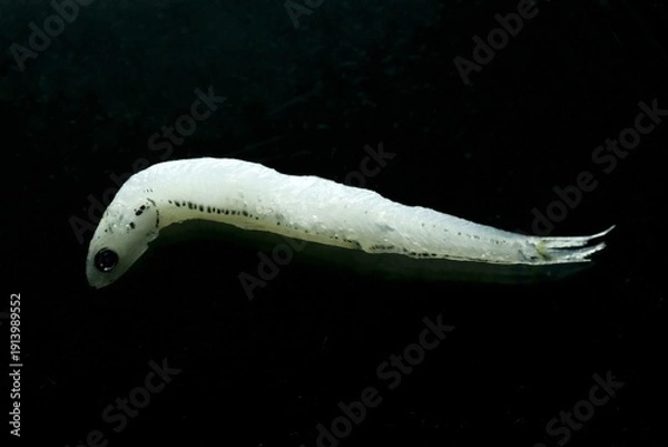 Obraz 釜あげしらす