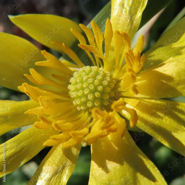 Obraz 日本で早春にヒメリュウキンカが黄色い花を咲かせています