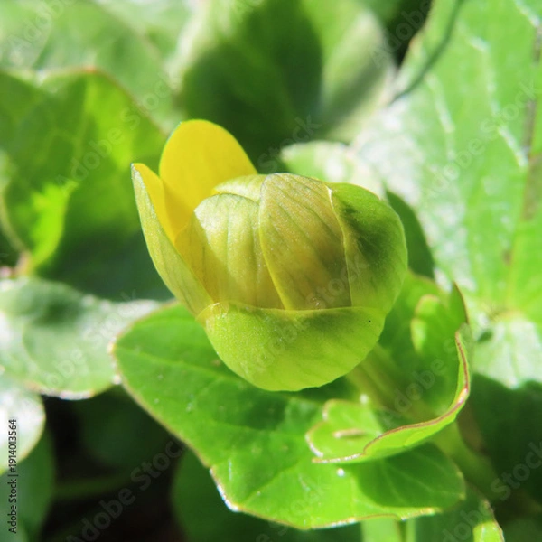 Obraz 日本で早春にヒメリュウキンカが黄色い花を咲かせています