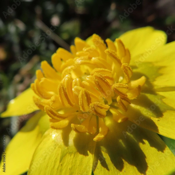 Obraz 日本で早春にヒメリュウキンカが黄色い花を咲かせています