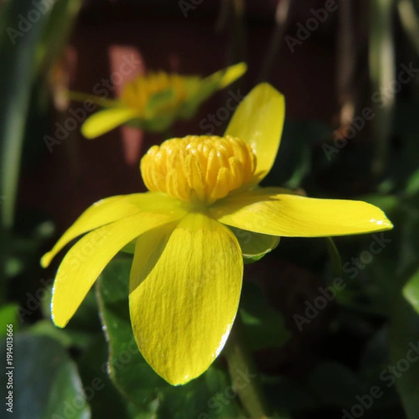 Obraz 日本で早春にヒメリュウキンカが黄色い花を咲かせています