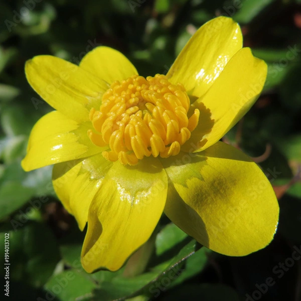 Obraz 日本で早春にヒメリュウキンカが黄色い花を咲かせています