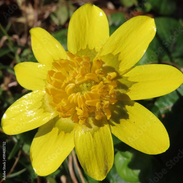 Obraz 日本で早春にヒメリュウキンカが黄色い花を咲かせています