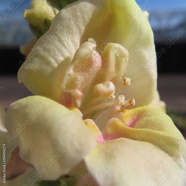 Obraz 日本で早春にキンギョソウがクリーム色とピンク色の花を咲かせています