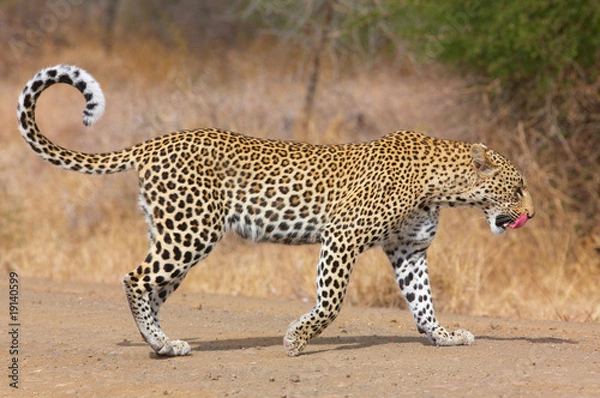 Obraz Leopard walking on the road