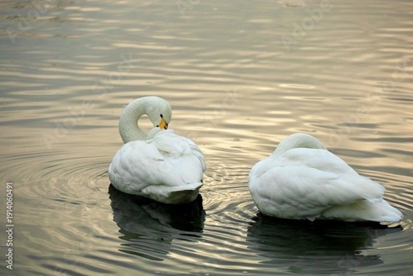 Obraz 羽繕いをする夕方の白鳥