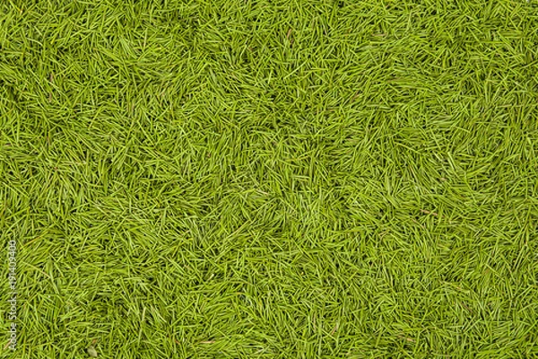 Fototapeta background needles christmas trees.