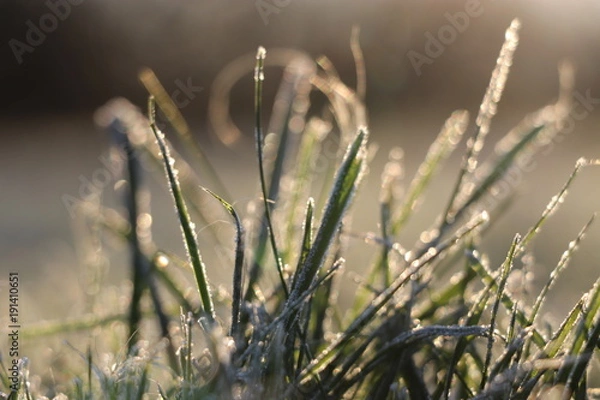 Obraz Frost am Gras