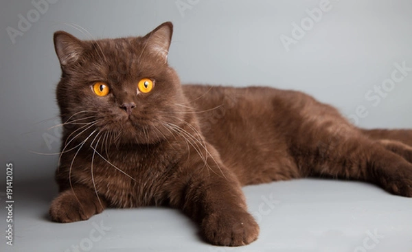 Obraz British short hair cat, chocolate color, portrait, studio