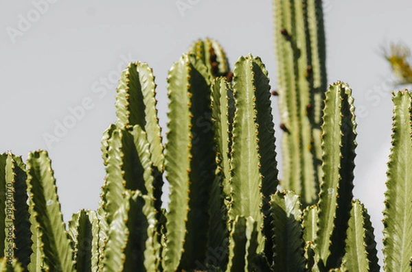 Fototapeta cactuses in the garden
