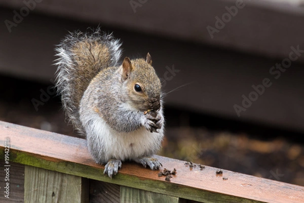 Obraz Grey Squirrel eating on Fence