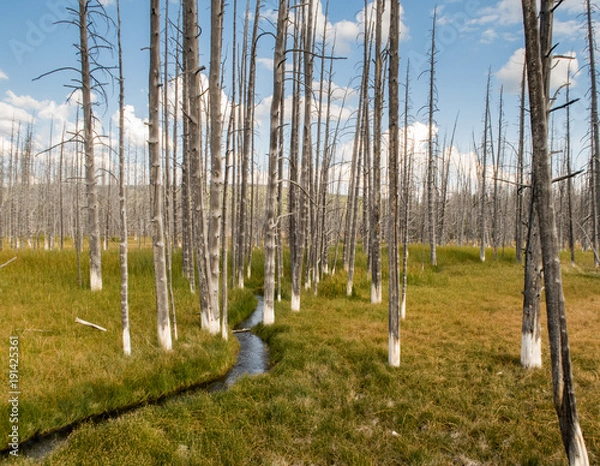 Obraz The so called Bobby Sock Trees In Yellowstone show how the minerals kill the trees from the water. There is a small creek flowing between the trees with long green and gold grasses surrounding.