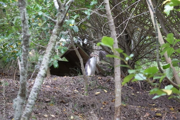 Fototapeta ブルーペンギン