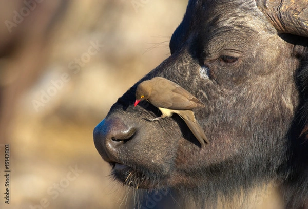 Obraz Buffalo (Syncerus caffer) in the wild