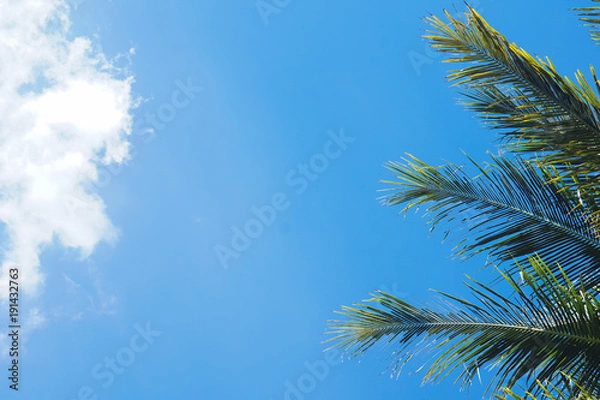 Fototapeta Coconut palm trees and blue sky background.