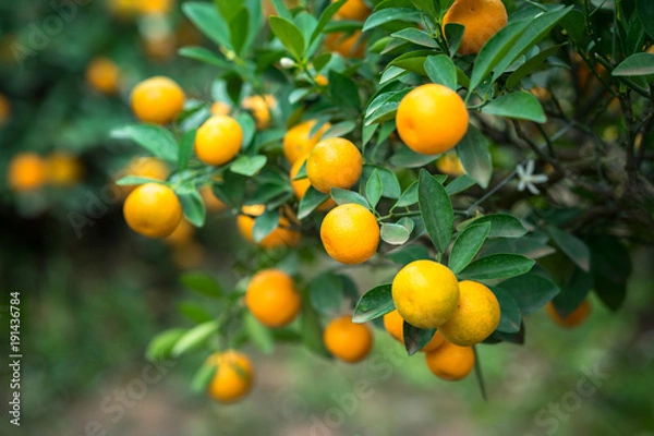 Fototapeta Kumquat tree. Together with Peach blossom tree, Kumquat is one of 2 must have trees in Vietnamese Lunar New Year holiday in north.
