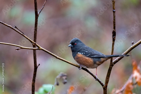 Obraz Spotted towhee