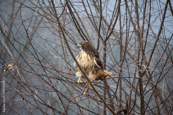 Obraz Red tailed Hawk in the trees looking for prey