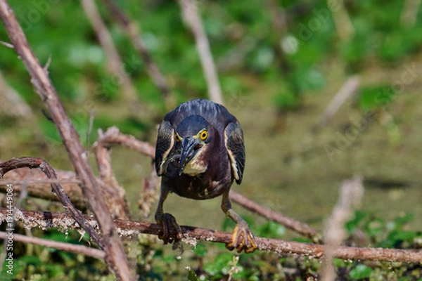 Obraz Green heron with a fish 