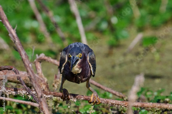 Obraz Green heron with a fish 