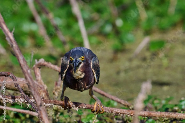 Obraz Green heron with a fish 