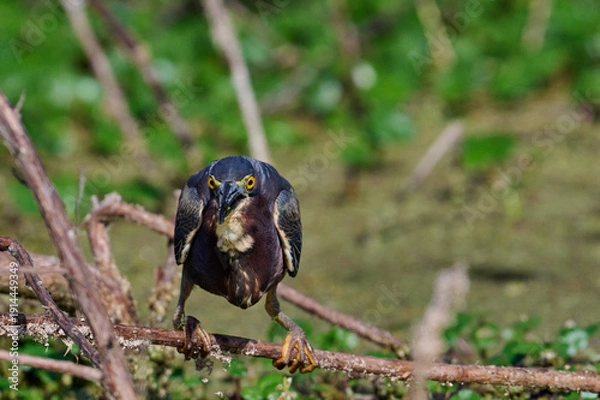 Obraz Green heron with a fish 