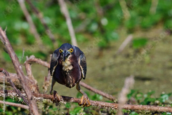 Obraz Green heron with a fish 
