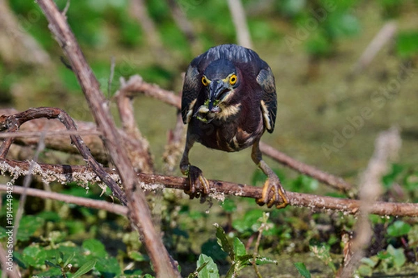Obraz Green heron with a fish 