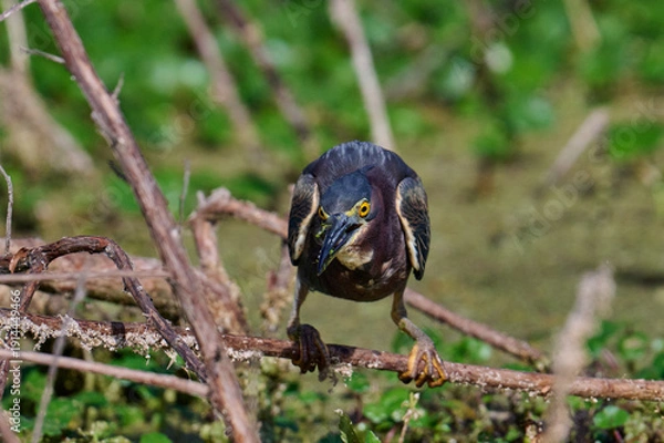 Obraz Green heron with a fish 