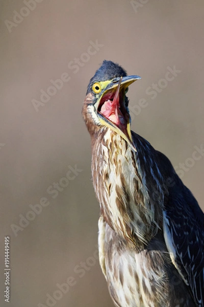 Obraz Green heron with a fish 