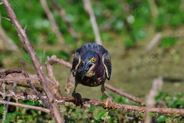 Obraz Green heron with a fish 