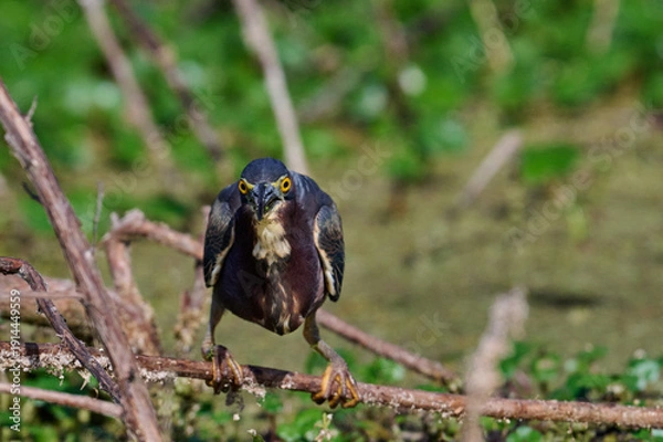 Obraz Green heron with a fish 