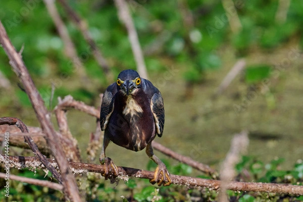 Obraz Green heron with a fish 