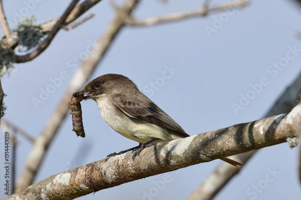 Obraz eastern phoebe with a grub  