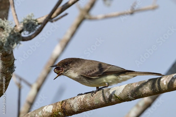 Obraz eastern phoebe with a grub  