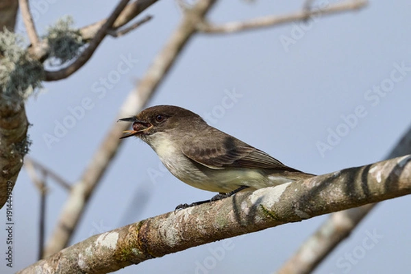 Obraz eastern phoebe with a grub  